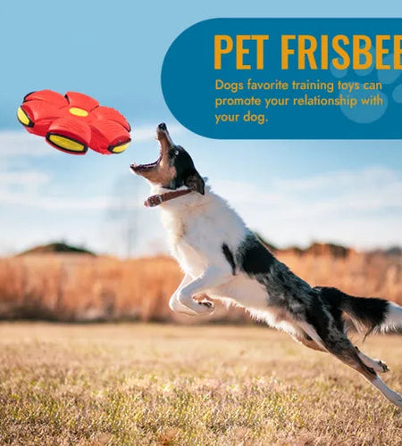 Pet Flying Saucer Ball