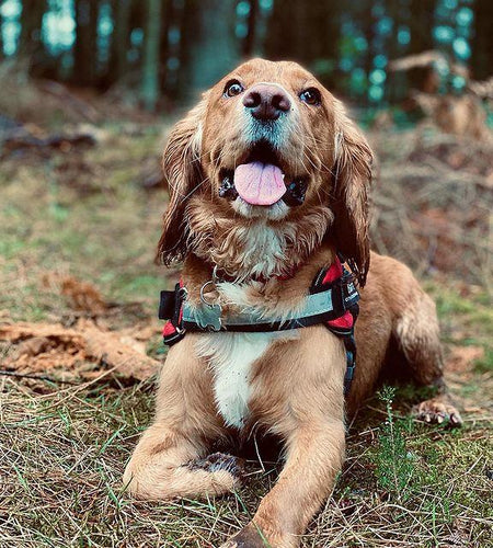 Safety Dog Harness
